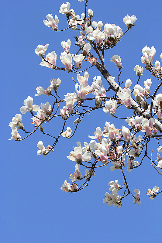白葡萄酒是白色的吗能喝吗,白葡萄酒是白色吗