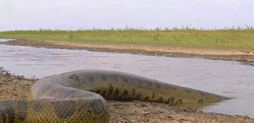 最大的鳄鱼和森蚺,巨型森蚺和巨型鳄鱼谁厉害