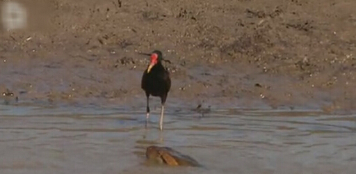 最大的鳄鱼和森蚺,巨型森蚺和巨型鳄鱼谁厉害