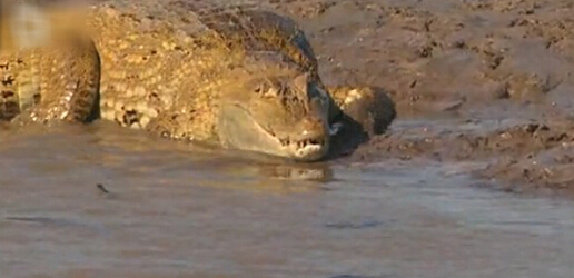 最大的鳄鱼和森蚺,巨型森蚺和巨型鳄鱼谁厉害