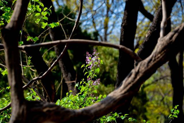 趣谈山大趵突泉校区,春风十里不如你
