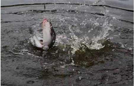 红薯和玉米面钓鱼饵料配方,玉米秋季钓鱼饵料配方大全