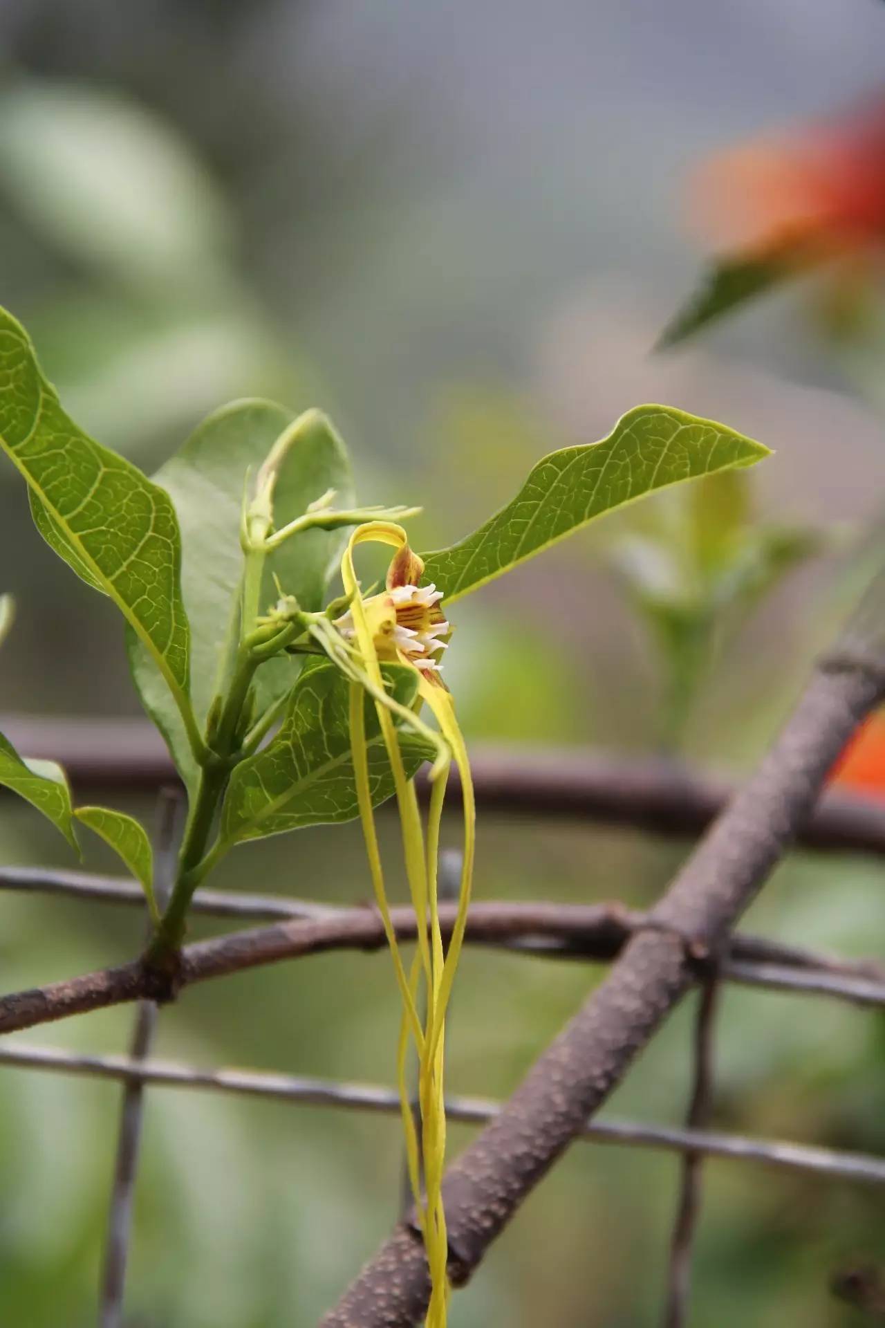 羊角拗有什么毒,羊角拗有多毒