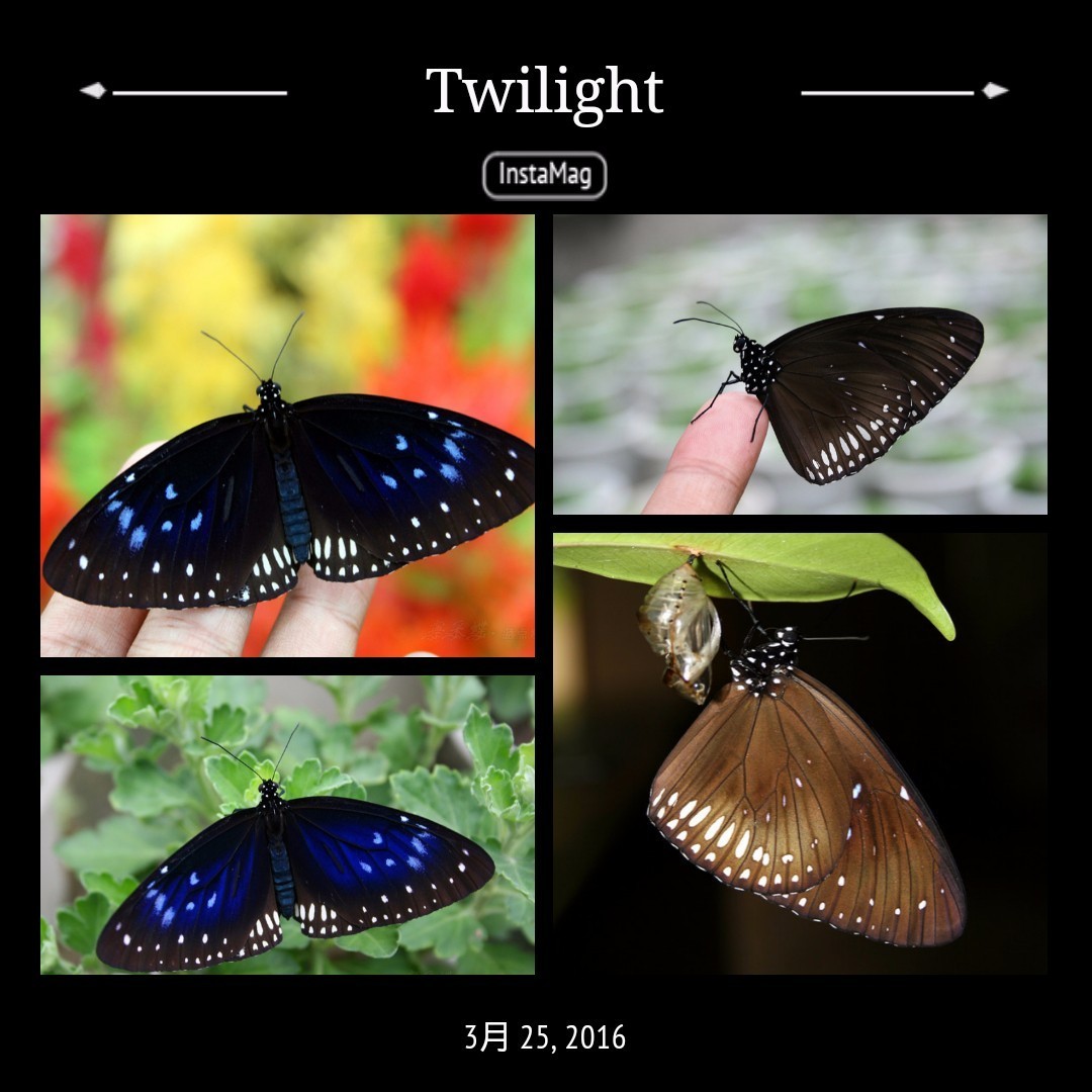 羊角拗有什么毒,羊角拗有多毒