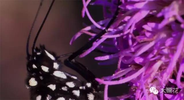 世界上最美的八大蝴蝶之一蓝闪蝶,世界上最美的蝴蝶前十名