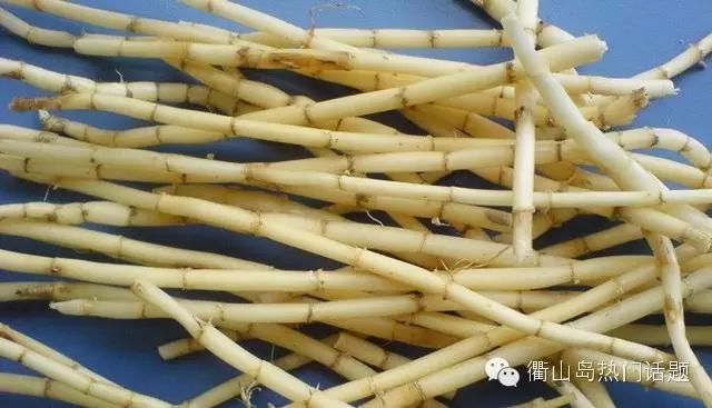 春天到了同学们到山上植树,春天到了同学们到山坡上植树