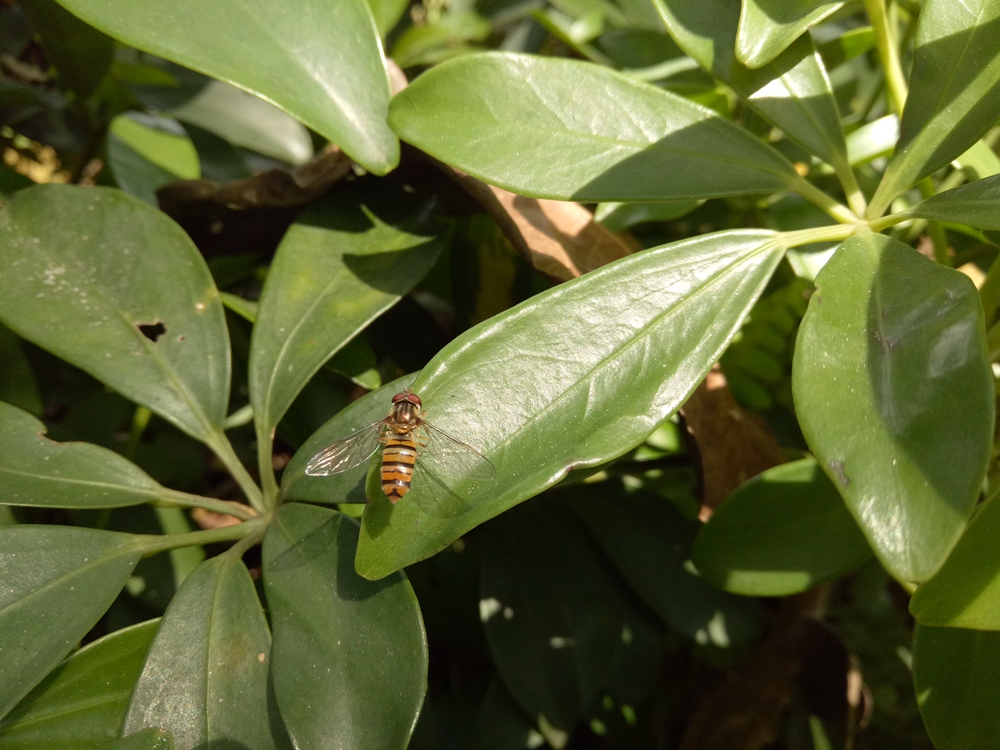 oppor9缺点和不足,oppor9plusma