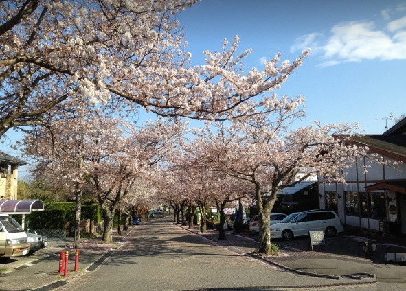 旅游景点樱花谷攻略,赏樱攻略和景点推荐