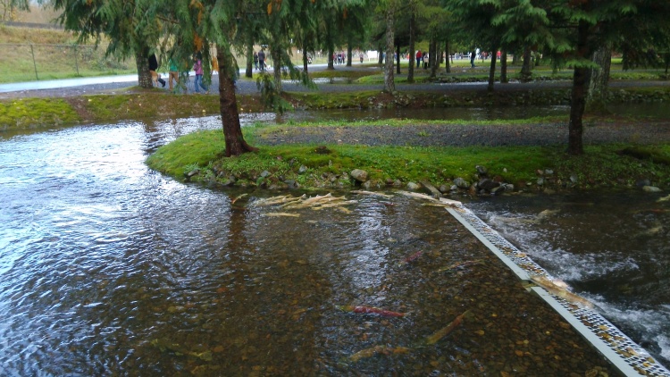 逆流而上,加拿大威化溪三文鱼洄游之旅