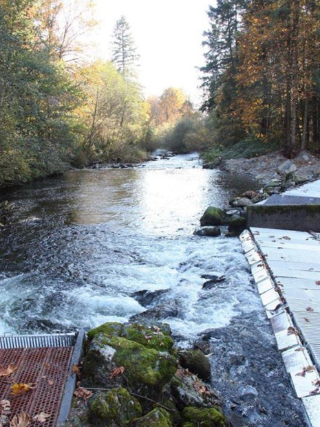 逆流而上,加拿大威化溪三文鱼洄游之旅