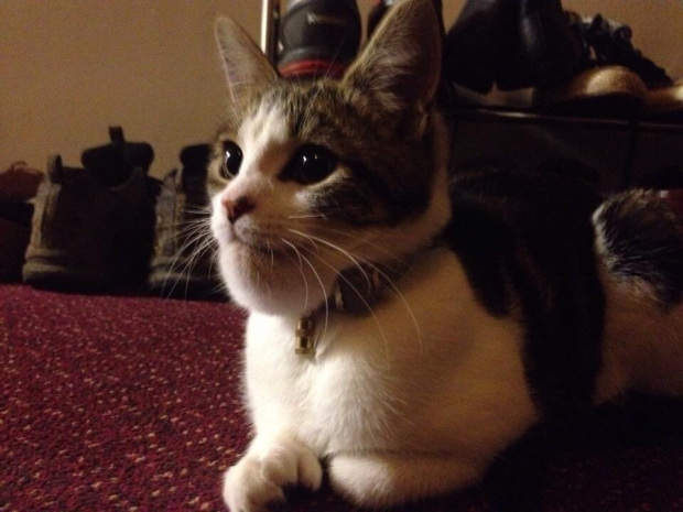 被蜜蜂蛰狂奔的动物,被蜜蜂蛰了的小动物的图片可爱