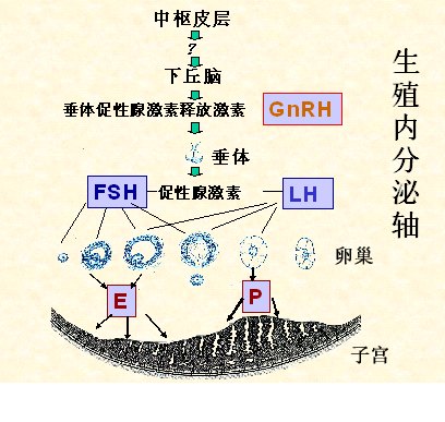 有的人来大姨妈疼有的人不疼,为什么有人想来大姨妈