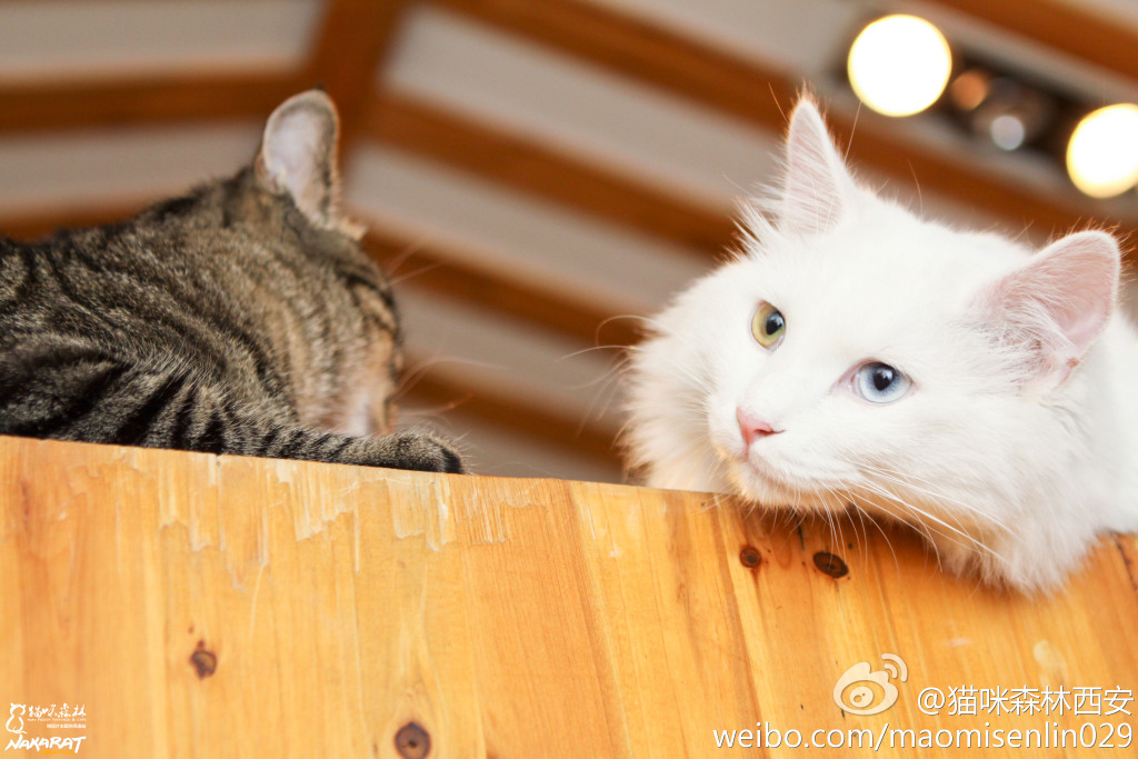 西安还有这么一个地方可以让你被猫咪围绕，享受当铲屎官的感觉