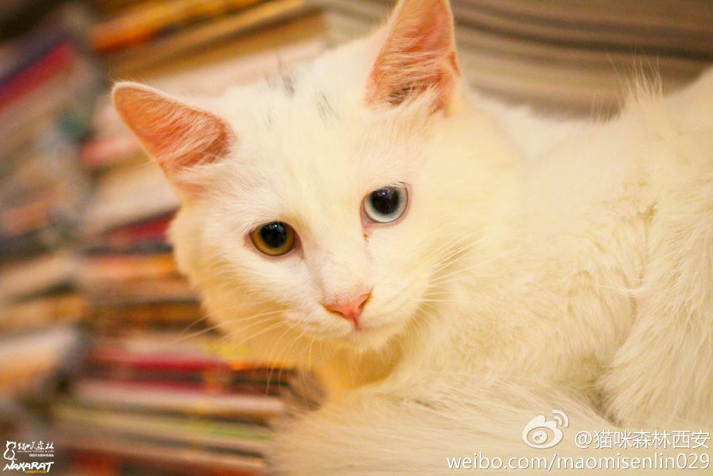 西安还有这么一个地方可以让你被猫咪围绕，享受当铲屎官的感觉