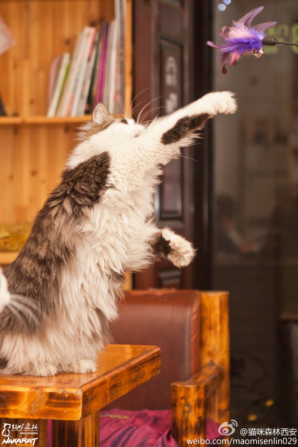 西安还有这么一个地方可以让你被猫咪围绕，享受当铲屎官的感觉