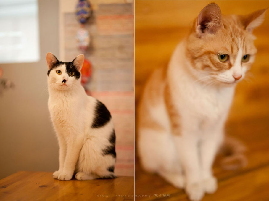 西安还有这么一个地方可以让你被猫咪围绕，享受当铲屎官的感觉