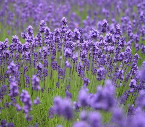 日本药妆必买面膜清单,日本药妆店必买干皮护肤品