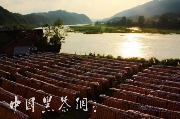 世博茶叶,中国十大世博名茶