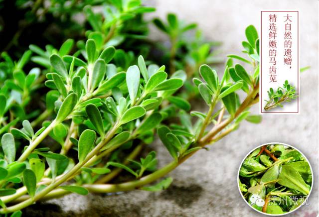 清明来上坟采野菜,清明祭祖去地里拿啥