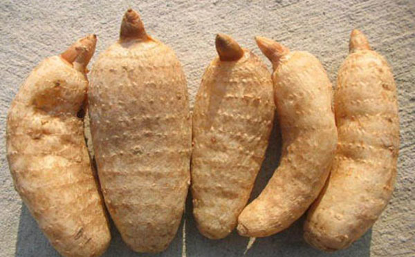 怎样辨别真假天麻视频,如何辨别真假天麻粉