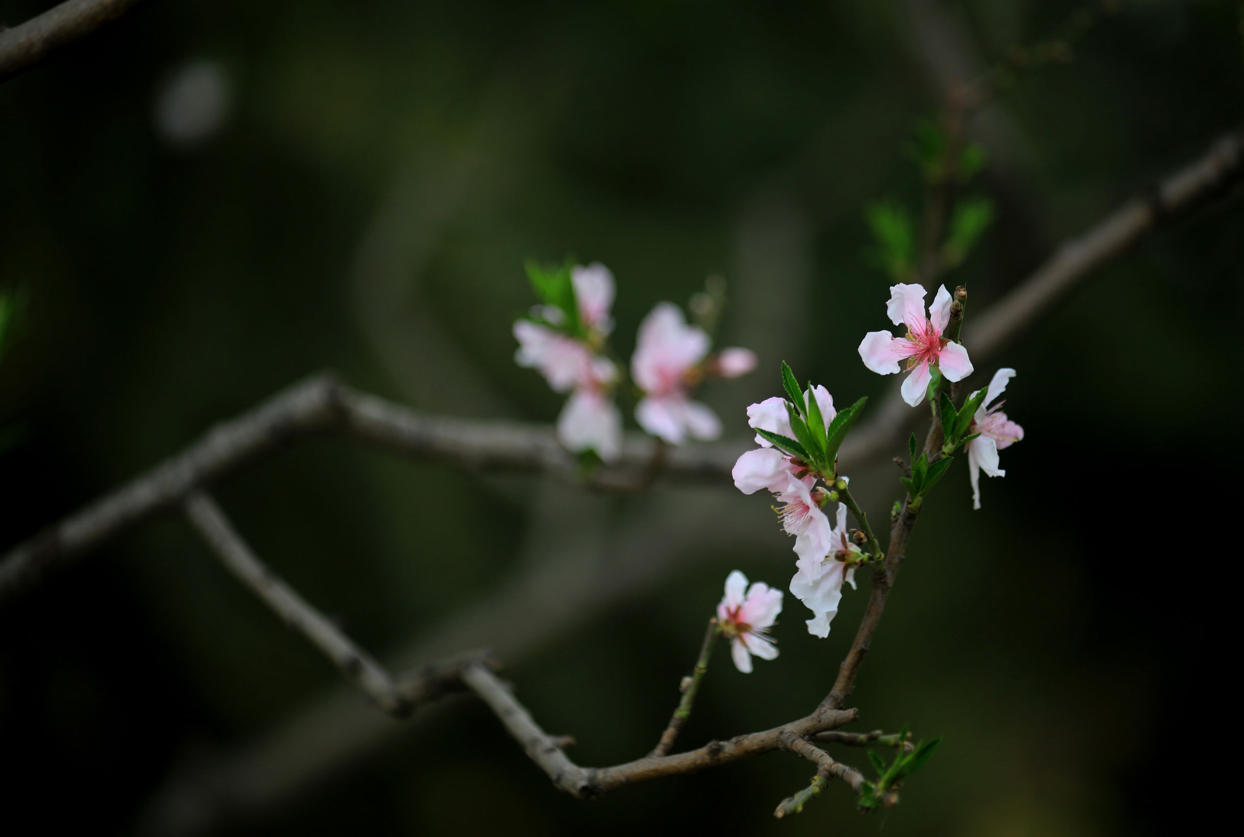 洛阳龙门牡丹园最美牡丹,洛阳国家牡丹园最独特的牡丹