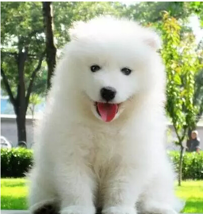 萨摩耶该怎么养才合适呢,萨摩耶该怎么养