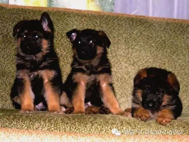 德牧怀孕期间怎么喂养比较好,德牧怀孕期间喂养什么食物