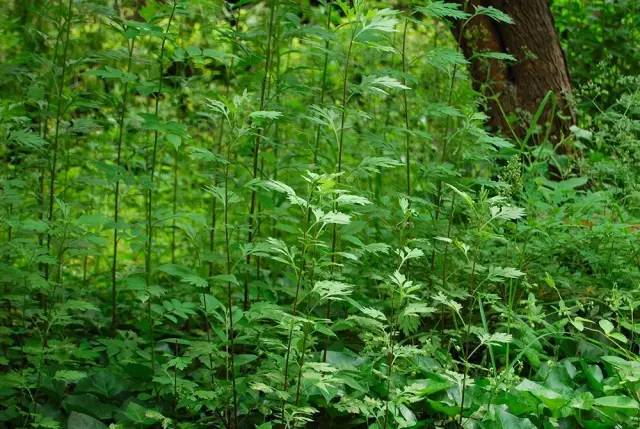 赶在清明之前，为自己做一只青团|一切时节皆与故土食物相关