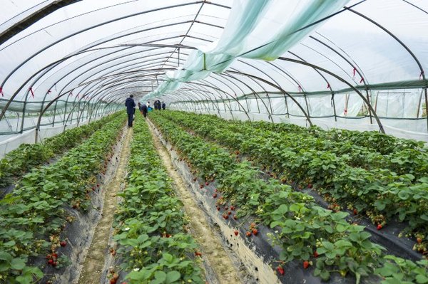 太湖舒畅之旅:乐享田园生活