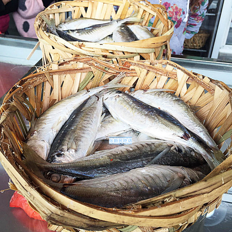 潮汕巴浪鱼和福建巴浪鱼的区别,巴浪鱼是不是淡水鱼