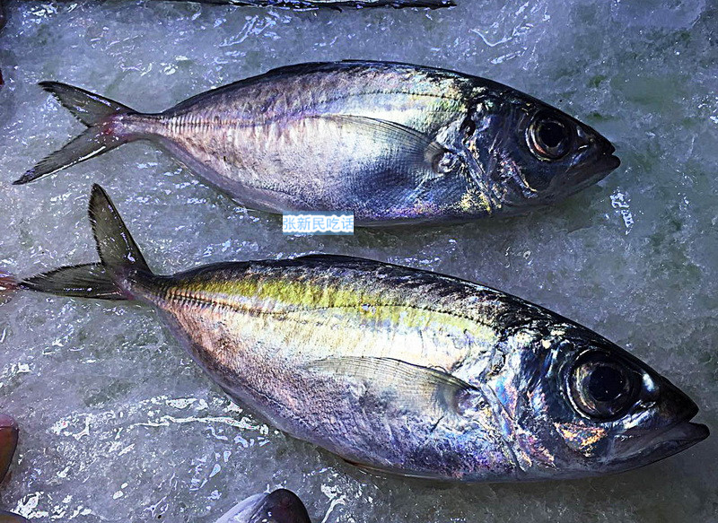 潮汕巴浪鱼和福建巴浪鱼的区别,巴浪鱼是不是淡水鱼