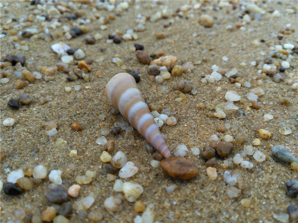 smartisan最好的手机,smartisant2值得买吗