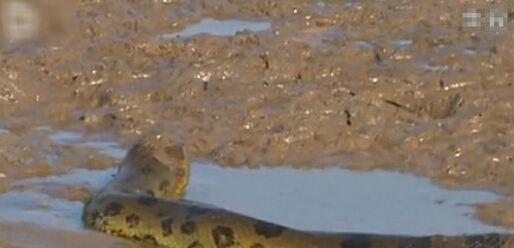 最大的鳄鱼和森蚺,巨型森蚺和巨型鳄鱼谁厉害