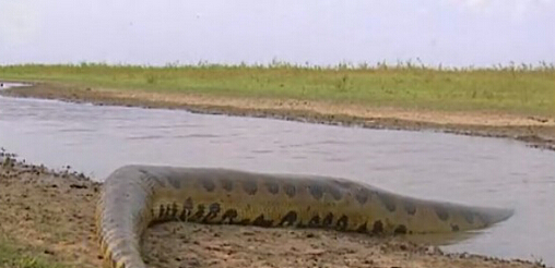 最大的鳄鱼和森蚺,巨型森蚺和巨型鳄鱼谁厉害