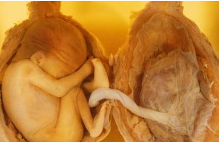 生完小孩胎盘去哪了,生孩子后的胎盘都去哪里了