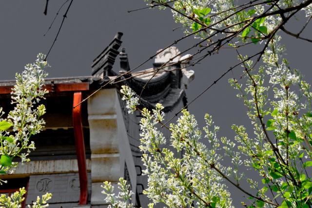 趣谈山大趵突泉校区,春风十里不如你