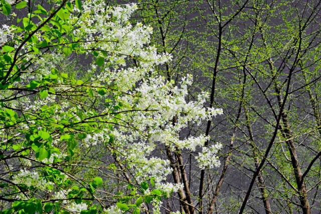 趣谈山大趵突泉校区,春风十里不如你