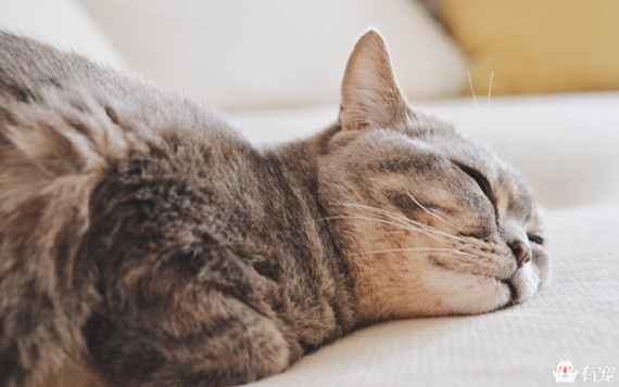 喵星人形象演绎痛经到底有多痛？