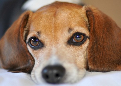 狗狗绝育完记得留意它的排便情况，以下7点各位铲屎官们切记！