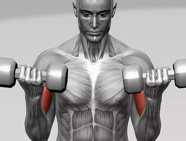健身增肌力量全套动作,健身增肌哑铃背部训练