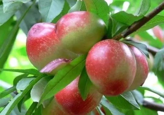 辽宁省特产别的省份吃不到的,辽宁的十大特色水果