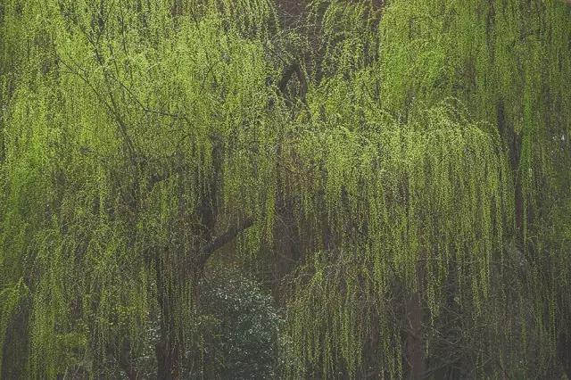 他在这里盖房子时,日本人还没学会唐风