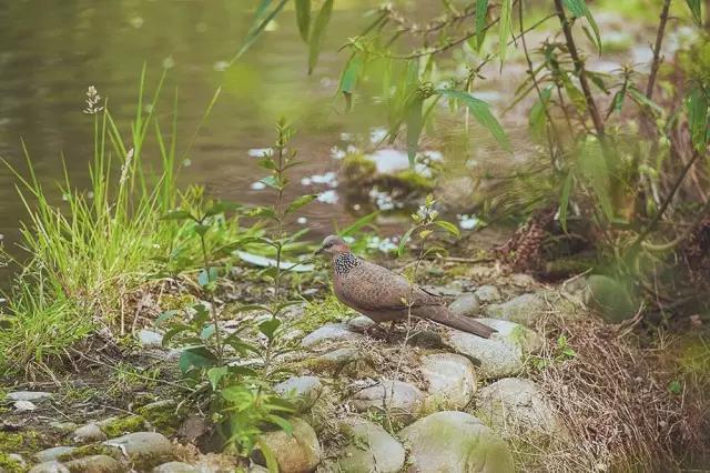 他在这里盖房子时,日本人还没学会唐风