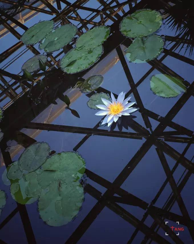 做一只治愈的猫,做一只快乐的柴犬