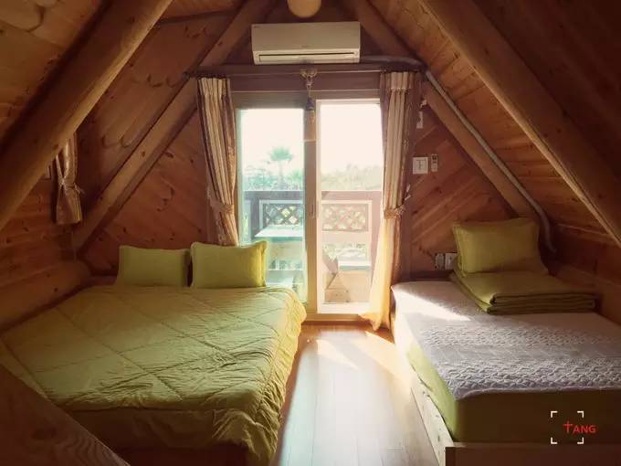 做一只治愈的猫,做一只快乐的柴犬