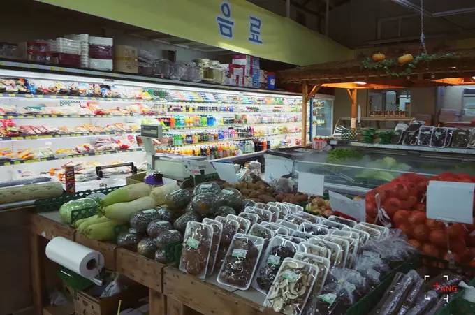 做一只治愈的猫,做一只快乐的柴犬