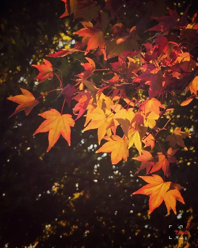 做一只治愈的猫,做一只快乐的柴犬