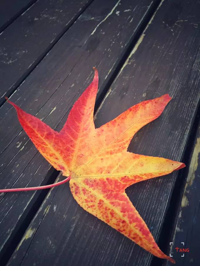 做一只治愈的猫,做一只快乐的柴犬