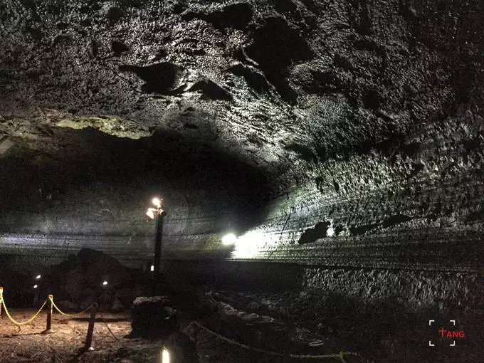 做一只治愈的猫,做一只快乐的柴犬