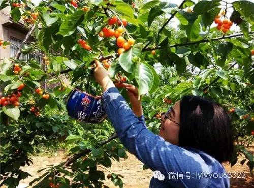 洛阳适合中学生好玩免费景点,洛阳各个景点的介绍